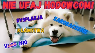 EMBD VLOG #10 ZANIM KUPISZ PSA Z HODOWLI posłuchaj mojej historii... (samoyed)