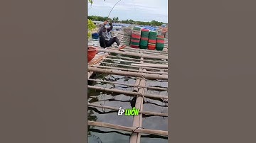 Cách Câu Cá Rìa Bông - Tập Cuối | Câu Cá Biển Vũng Tàu ✅ #seafishing #fishing #youtubeshorts #shorts