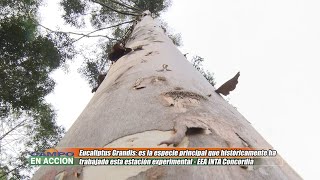 Eucaliptus Grandis es la especie principal que ha trabajado EEA INTA Concordia - Leonal Harrand