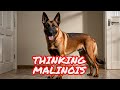 Should you get a belgian malinois the truth about this dog