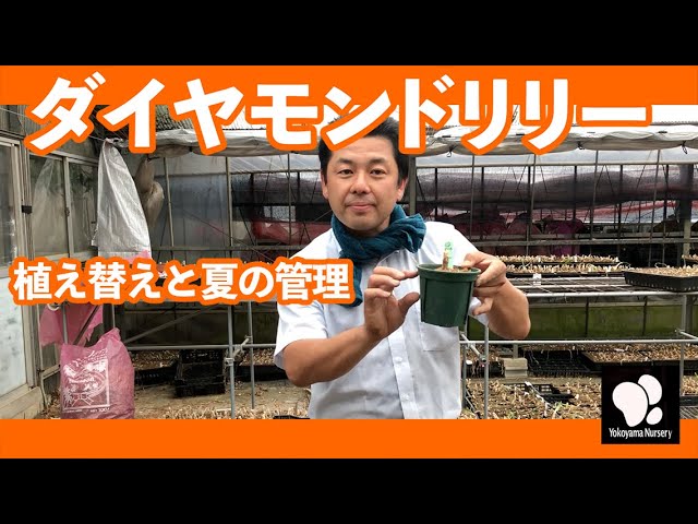 Yokoyama Gardening] The world's largest number of diamond lily