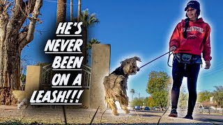 How To Train When He's Never Been On A Leash?!!!