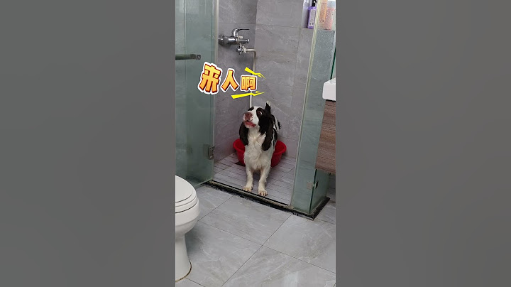 到家必做的事，享受洗脚的过程#狗子日常 #狗子成精了 #史宾格 #喜豆