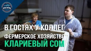 Выращивание клариевого сома в УЗВ