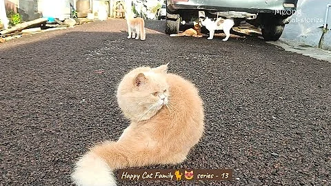 Video 7128481: persian cat kitten, persian cat domestic, kucing persia, kitten happy