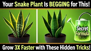8 Snake Plant SECRETS Gardeners Don’t Talk About! Grow HUGE, Shiny & Unstoppable Leaves FAST!