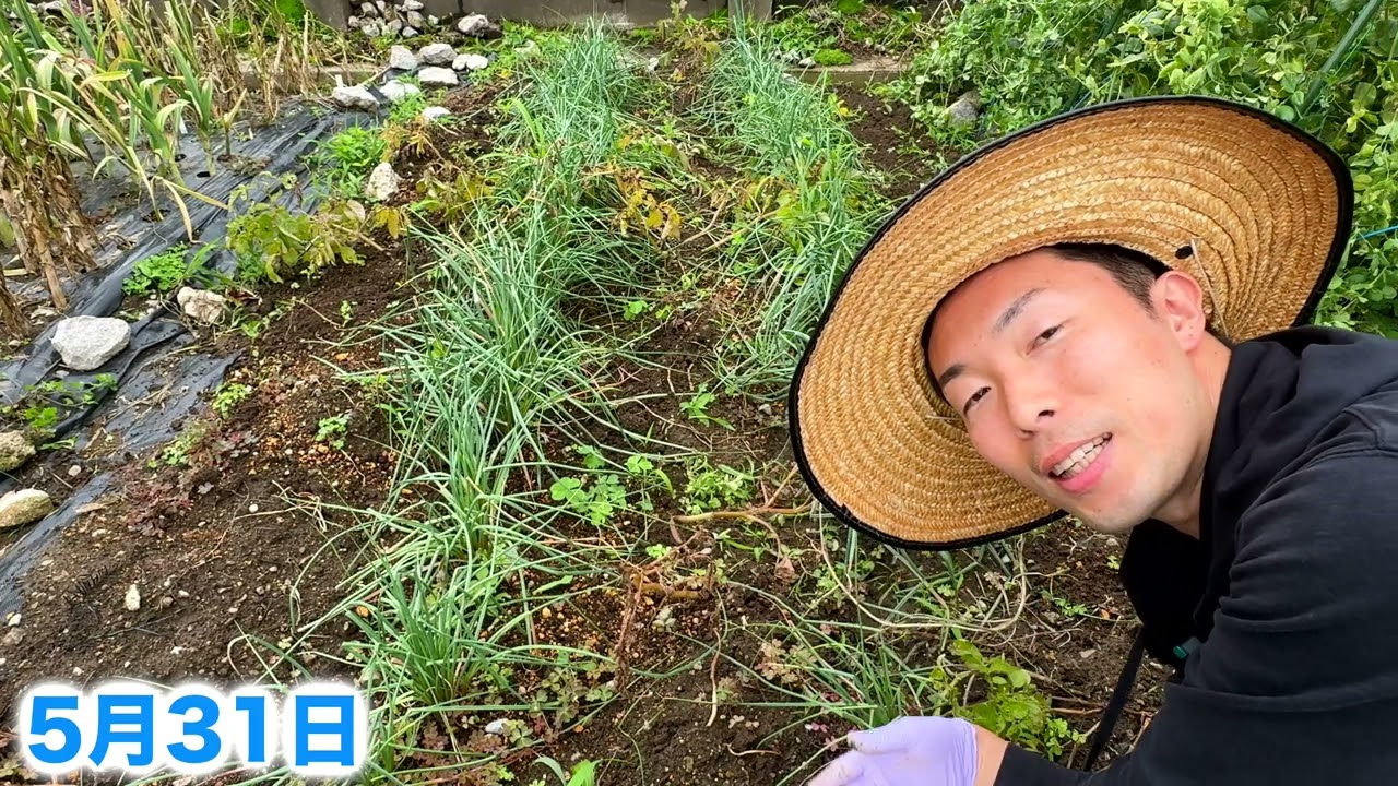 Potatoes] Double Your Harvest with This Simple Fertilizer and