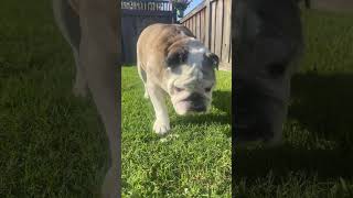 Don’t worry… it wasn’t Reuben. A hawk enjoyed a meal in our backyard apparently. 😬 🦅🍗  #Bulldog