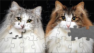 Two Cats Puzzle #cutecatpuzzle #catspuzzle #puzzletok screenshot 4