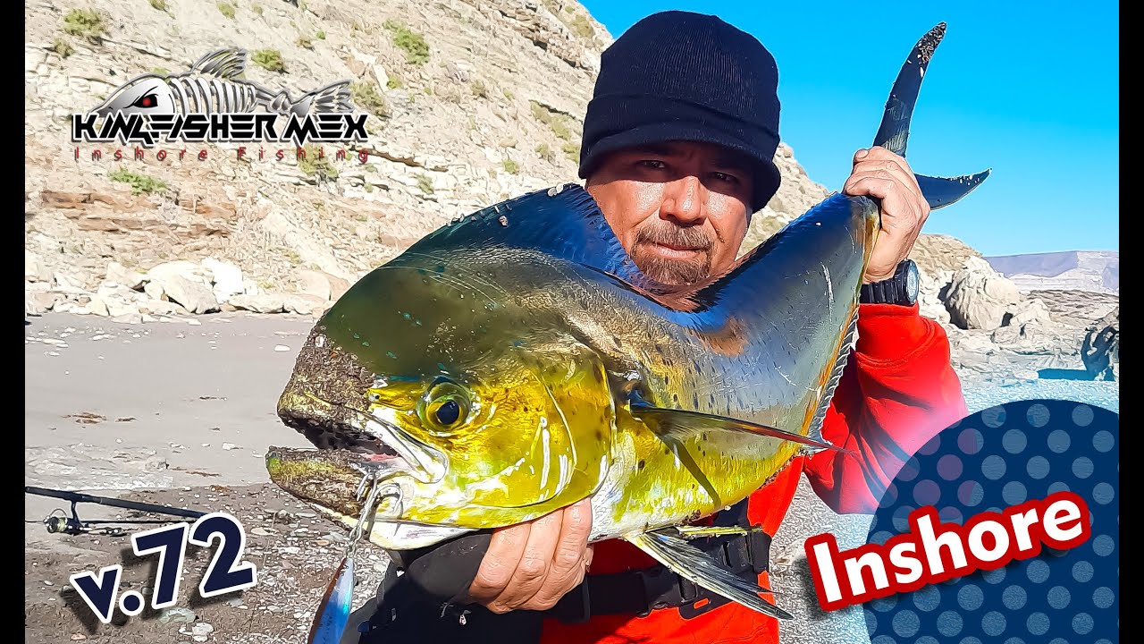 INSHORE FISHING DORADO, pez limón, #lampuga, perico o #mahi-mahi # ...