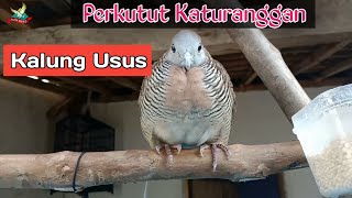 Perkutut katuranggan KALUNG USUS || ciri-ciri dan keasliannya
