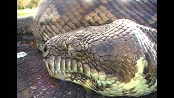 Coastal Carpet Python release