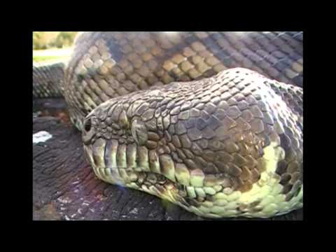Coastal Carpet Python release