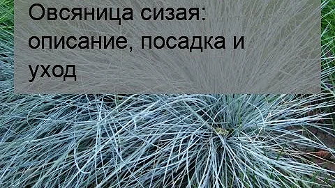 Овсяница сизая: описание, посадка и уход