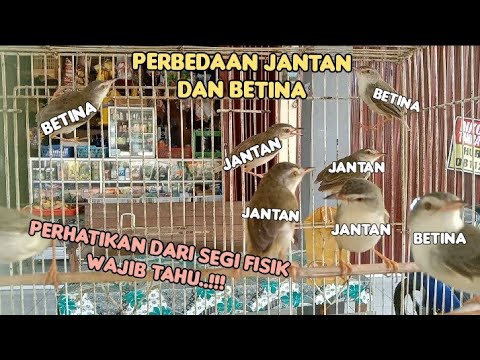 cara membedakan klik / ciblek sawah jantan dan betina di pasar ombyokan