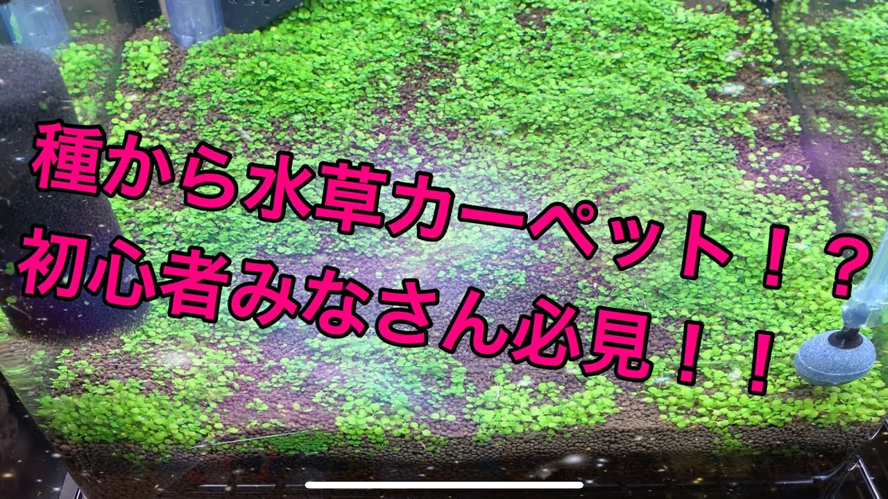 底面フィルター使用 水草の種でカーペット 初心者はこれやっとこ Youtube