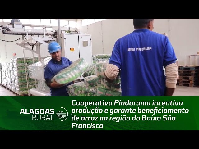 Cooperativa Pindorama incentiva produção e garante beneficiamento de arroz