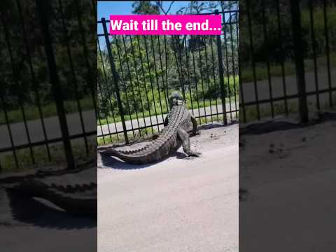 Giant alligator bends metal fence to force a way through zoo #shorts #viral