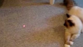 How To Play With Your Kitten Gone Wrong (Michael Dennis)