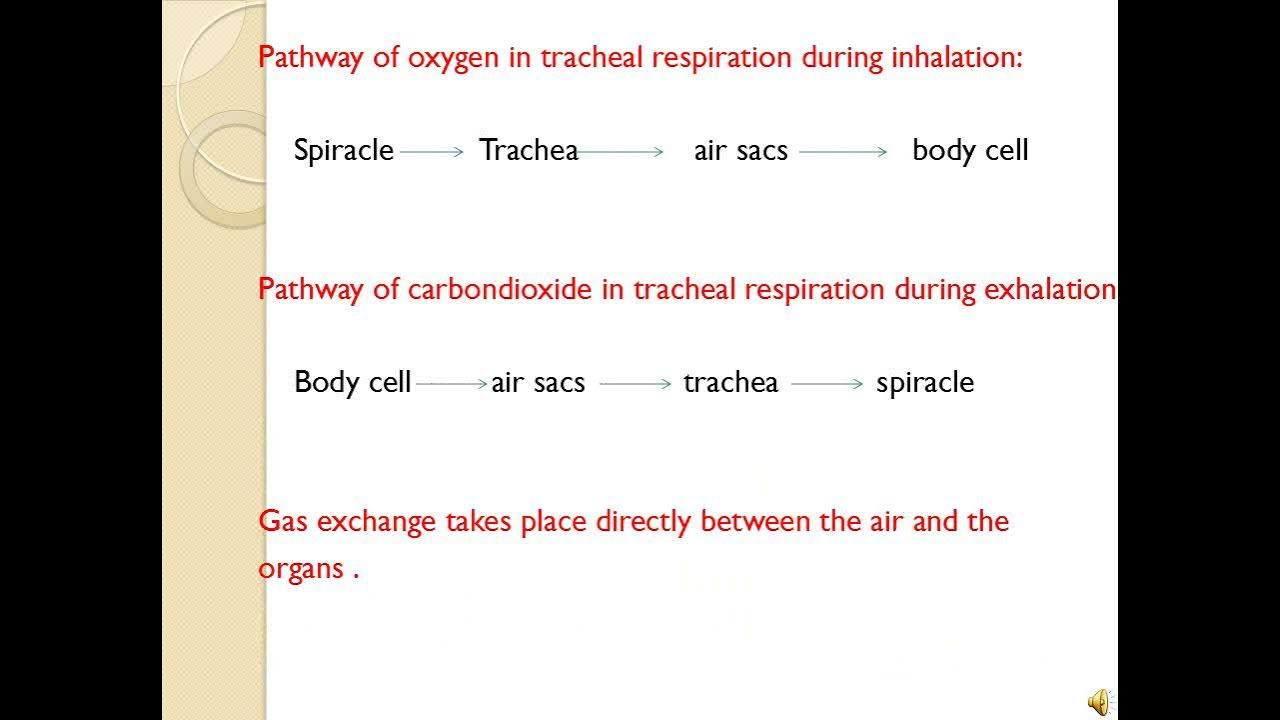 Respiration in an aerial medium 2 YouTube