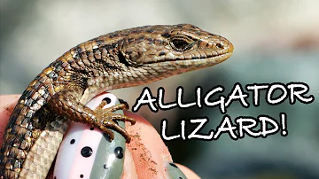 Herping Northern Alligator Lizards in British Columbia