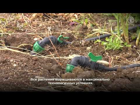 Использование интенсивного садоводства для выращивания большего объема продовольствия