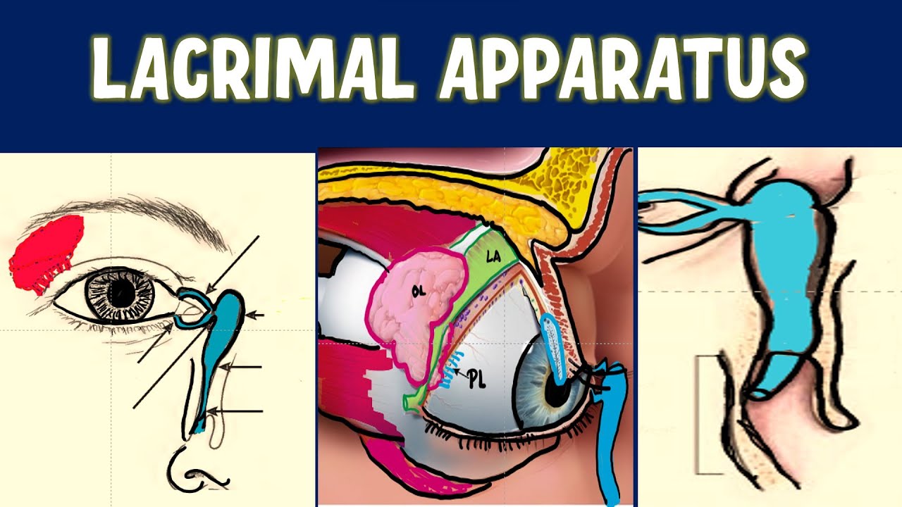 LACRIMAL APPARATUS Anatomy Explained!