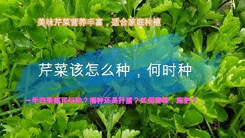 How to grow Chinese Celery Planting芹菜（香芹）种植方法，自家种植越吃越上瘾