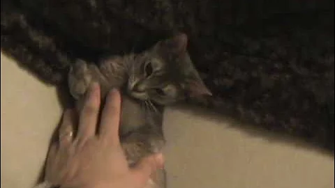Watch the video about Misky, my blue abyssinian cat