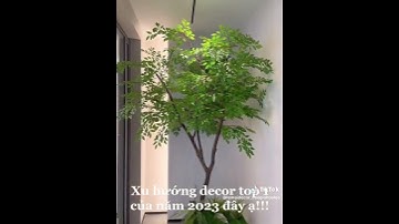 Trúc quân tử decor chưa bao giờ hết hot