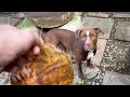 AJNA LƯỢM DỪA - Pitbull fetch coconut