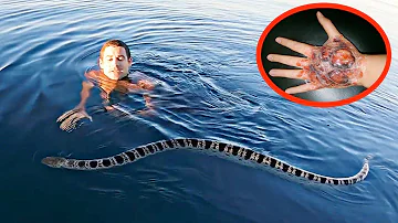 Come si chiama il serpente marino?