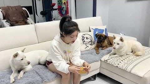 I suddenly farted in my face, and the dog's funny reaction lol.