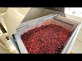 Berry purees production with profruit machinery  full berry processing line