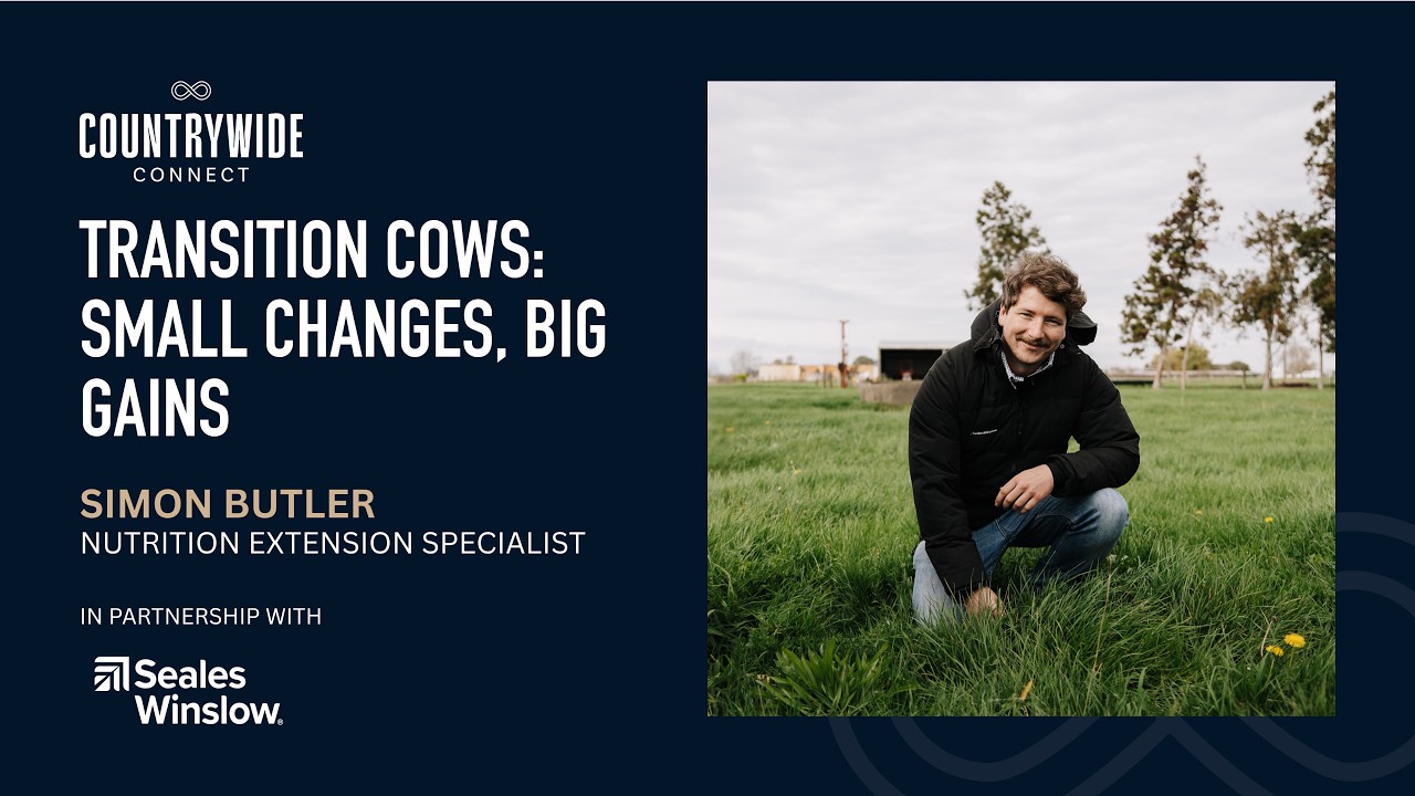 Transition cows: Small changes, big gains