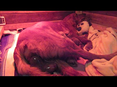 Golden Retriever Labour & Giving Birth (WARNING: Graphic Content)