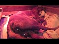 Golden retriever labour  giving birth warning graphic content