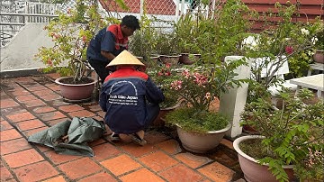 Dịch vụ chăm sóc sân vườn sân thượng. Dọn dẹp vệ sinh sân vườn. Cắt cỏ. Cắt cây. Chăm sóc cây hoa cỏ