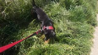 Patterdale Pup Digging For Mice - Panorama Limburg Terrier