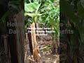 Healthy Food Series 🍌 | Day 4: Banana Benefits Explained”