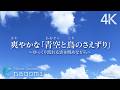 【自然音ASMR】爽やかな「青空と鳥のさえずり」|勉強・集中・リラックス・睡眠・読書|心地よい癒しの自然音