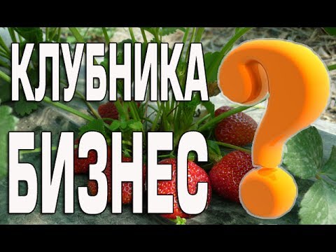 МОЖНО ЛИ ЗАРАБОТАТЬ НА КЛУБНИКЕ-20-08-2015