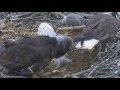 Decorah Eagles North Nest Zooming 05 11 2016