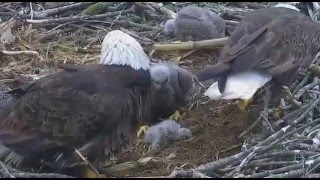 Decorah Eagles North Nest Zooming 05 11 2016