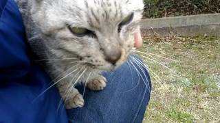 野良猫が人間を見ると全力で駆け寄ってくる