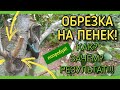 Обрезка НА ПЕНЕК или ЮГОСЛАВСКИЙ ПЕНЕК. РЕЗУЛЬТАТ!!!