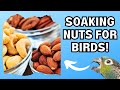 Parrot Food - Soaking Nuts for Birds | BirdNerdSophie