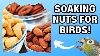 Parrot Food  Soaking Nuts for Birds | BirdNerdSophie