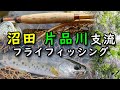 【自作の竹竿で釣りをする】藤の花咲く沼田／片品川支流でフライフィッシング