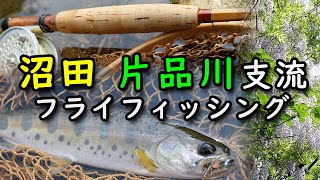 【自作の竹竿で釣りをする】藤の花咲く沼田／片品川支流でフライフィッシング